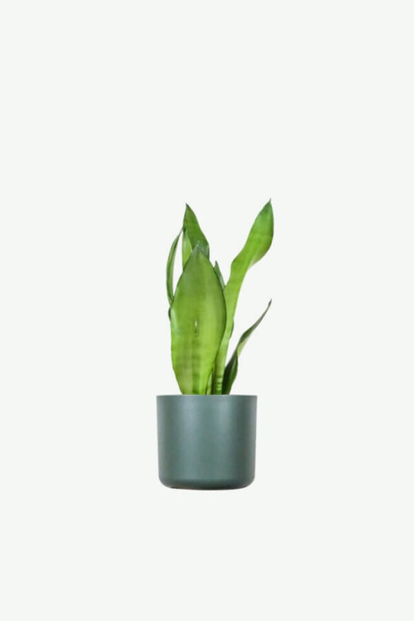 plants ecommerce product featured img 3